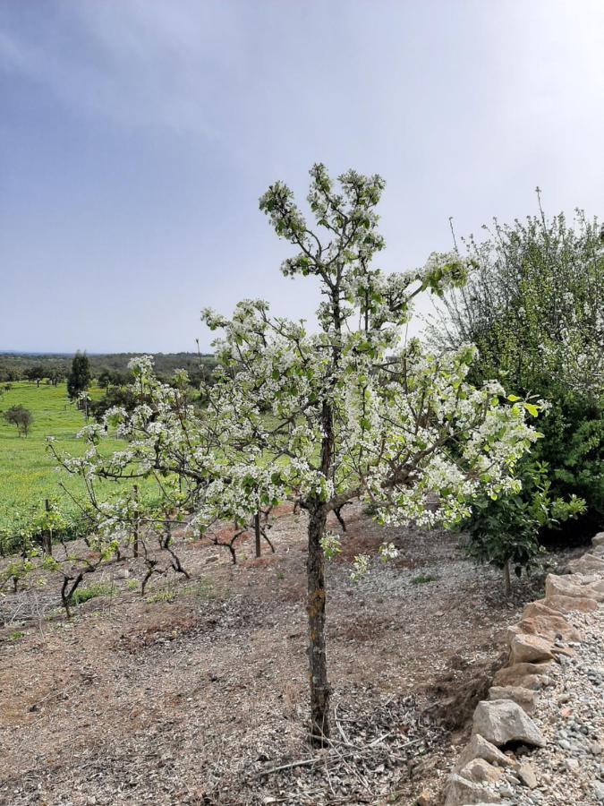 Villa Monte Da Casa Branca By Hi Alentejo à São Bartolomeu da Serra Extérieur photo